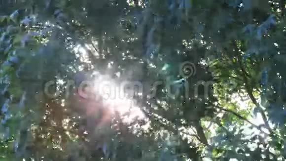 阳光透过树上的叶子闪闪发光视频的预览图