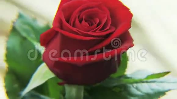 红玫瑰在金色的背景上旋转视频的预览图