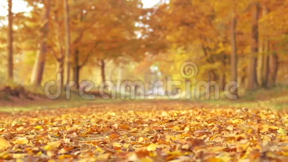 榉树上的棕色黄色和金色叶子视频的预览图