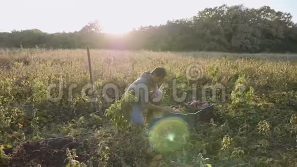 农夫在田里挖一个卖菜的人在田里收获红薯视频的预览图