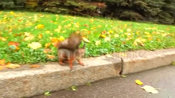 喂松鼠秋季公园慢动作镜头视频的预览图