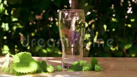 一杯啤酒啤酒花倒了喷着泡沫在木头上太阳花园街道黄金美味美丽视频的预览图