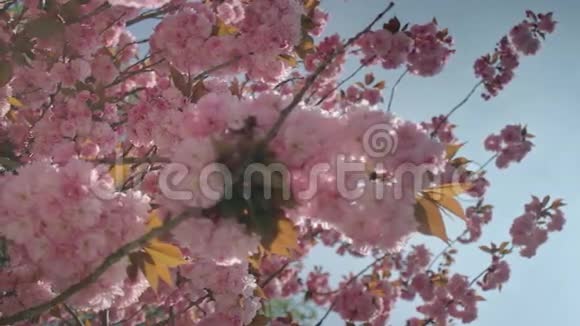 蓝天下的粉红樱花树枝视频的预览图