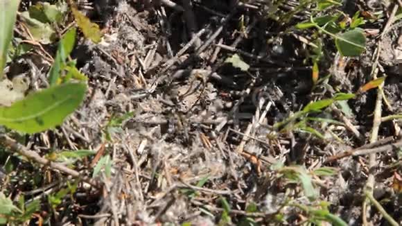 蚁群在蚁丘野生动物昆虫视频的预览图