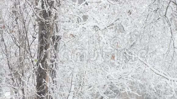 降雪天气下白雪覆盖的树木视频的预览图
