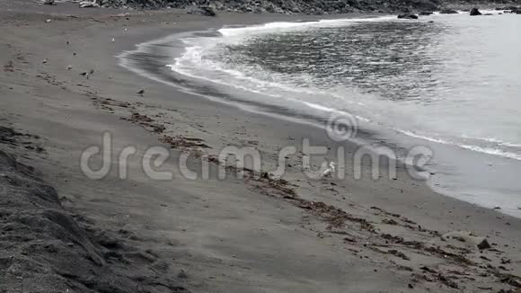 海鸥在沙滩上漫步波浪轻柔视频的预览图