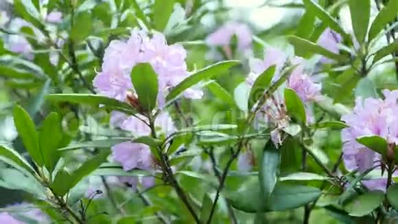 美丽的白色自然背景上有紫色杜鹃花视频的预览图