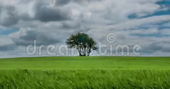 草地中的孤树变焦计时4k视频的预览图