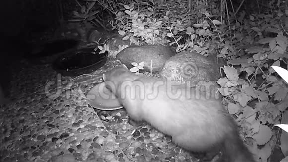 榉树马丁斯菲娜在花园里寻找猫食红外摄像机视频视频的预览图