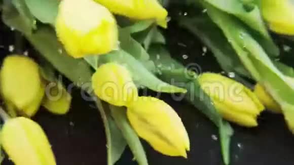 潮湿的黄色郁金香倒下了视频的预览图