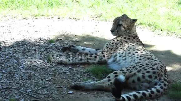 南非猎豹在萨凡纳放松视频的预览图
