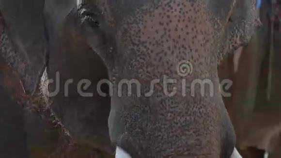 美丽的大象特写镜头视频的预览图
