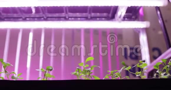 水生植物在水中生长的水培方法紫外线生长灯视频的预览图