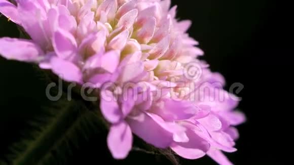 野粉色菊花视频的预览图