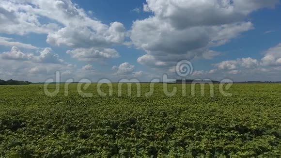 在南部的一片向日葵的田野上空中全景视频的预览图