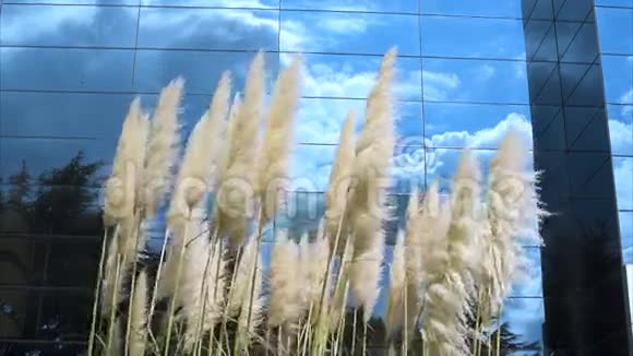 镜楼背景多云的潘帕斯草地视频的预览图