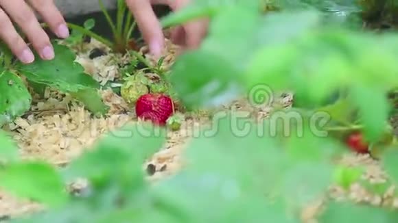 成熟草莓收获特写视频的预览图