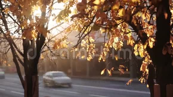 阳光穿过秋天的叶子视频的预览图
