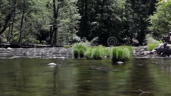 在树木和植物中流动的美色河流视频的预览图