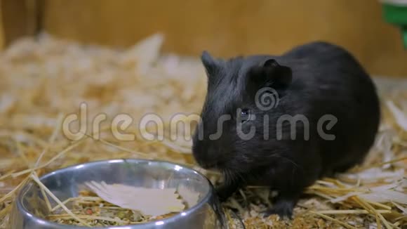 在动物园吃黑豚鼠视频的预览图