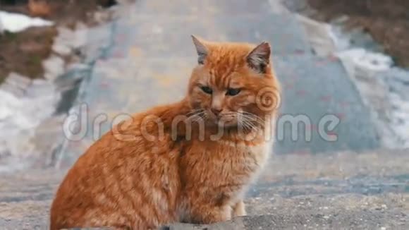 大红无家可归的猫视频的预览图