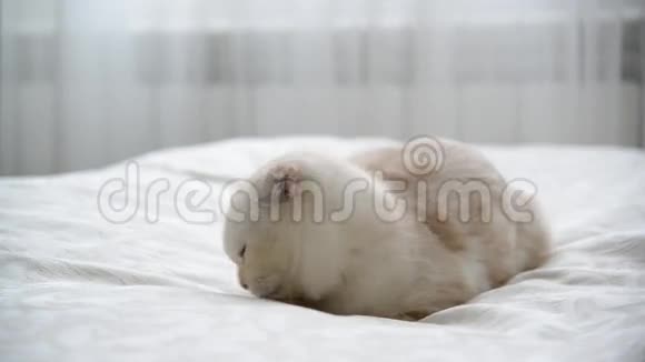 苏格兰小猫在床上舔毛视频的预览图