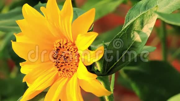 盛开的花朵向日葵夏日的阳光热情的花朵视频的预览图