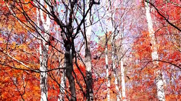 秋天的树冠上落下红色和铜色的叶子向下倾斜视频的预览图