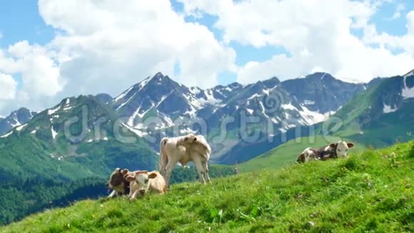 牛群在高山雪山和夏日云的背景下放牧躺在山顶上视频的预览图