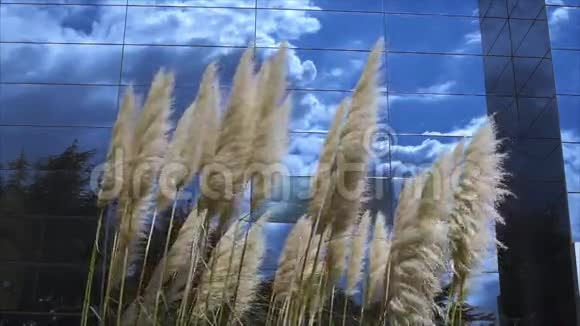 潘帕斯草镜子建筑上的云天背景视频的预览图