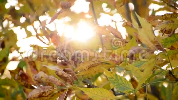 太阳的光芒穿过秋叶视频的预览图