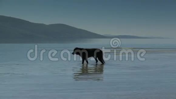 一只老黑狗喜欢在沙滩上散步4k视频的预览图