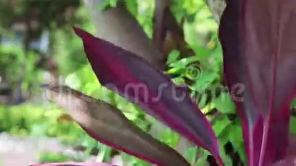 红色热带树叶背景特写印度尼西亚巴厘岛视频的预览图