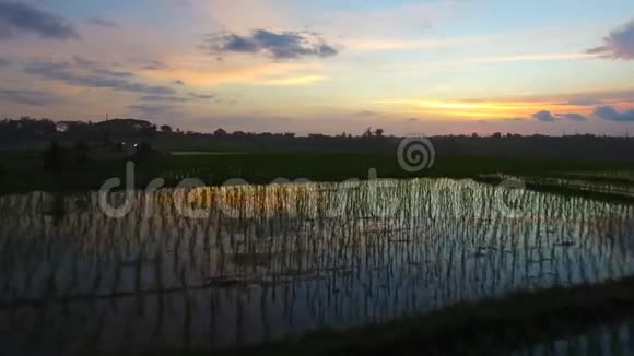 日落时稻田的空中镜头视频的预览图
