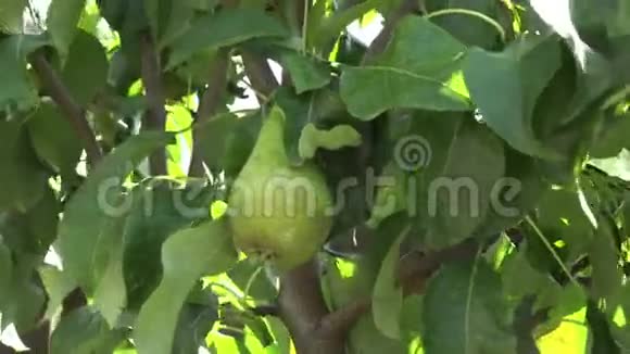 树上一个绿梨树视频的预览图