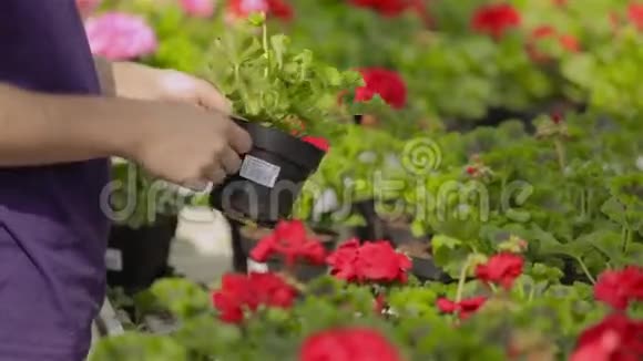 温室工作人员照料鲜花温室里的工作流程视频的预览图
