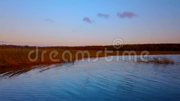野鸭在美丽的日落背景下从水中起飞视频的预览图