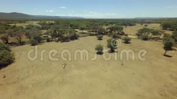在炎热干燥和阳光明媚的一天非洲大草原上的山羊群视频的预览图