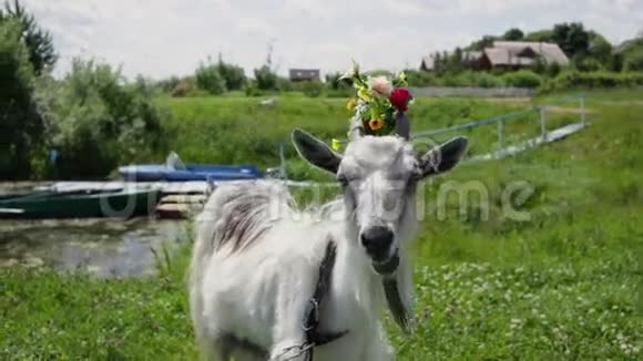 滑稽的山羊在田里吃草头上戴着花环视频的预览图