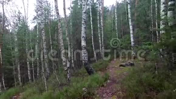 喀尔巴阡山森林的灰色块状岩石视频的预览图