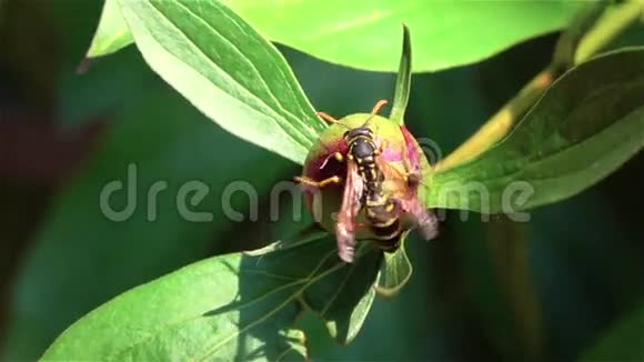 蜜蜂从花中收集花粉关门视频的预览图