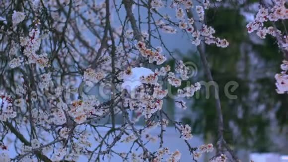 四月的雪中绽放着杏花视频的预览图