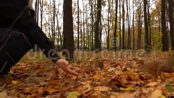在秋季公园喂松鼠慢动作视频视频的预览图
