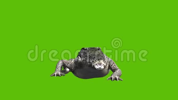 从正面观看3d鳄鱼的动画在绿色的背景下移动和被看到吃东西视频的预览图