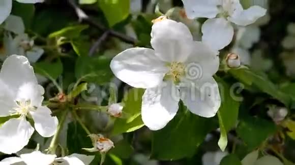 开花的苹果树和大黄蜂视频的预览图