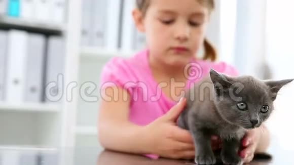 小女孩抚摸着一只灰色的小猫视频的预览图