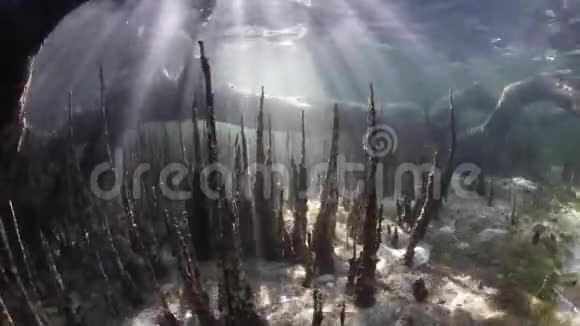 印度尼西亚红树林的阳光束视频的预览图