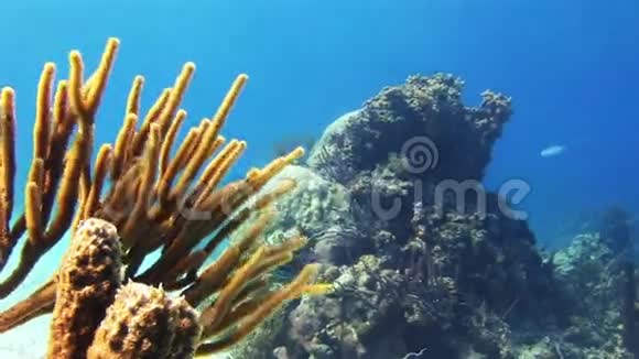 巴哈马礁上生长的软珊瑚视频的预览图