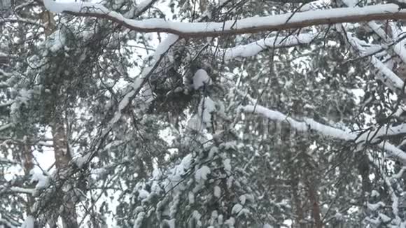 冬天树上的霜冻松树覆盖着霜特写冬天的雪视频的预览图