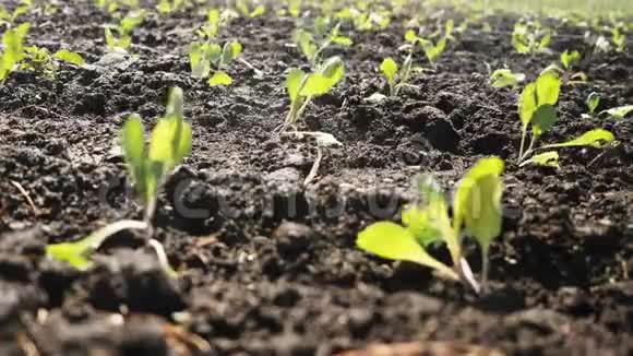 人工林灌溉的特写洒水车灌溉蔬菜作物视频的预览图